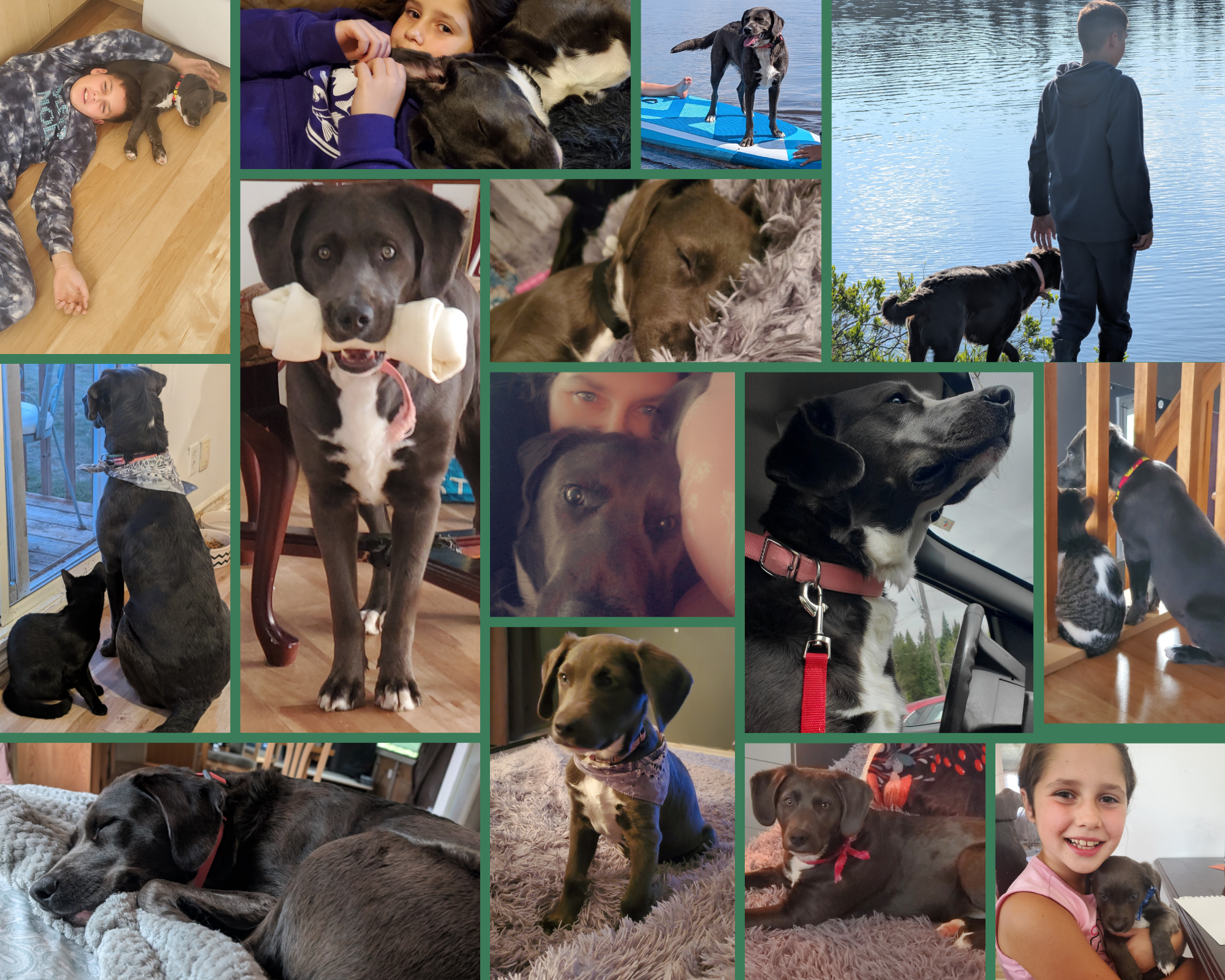 Oublie le divan, donne-moi un Labrador (et des croquettes)